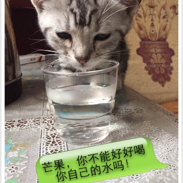 日本日本工业大学硕士毕业证
